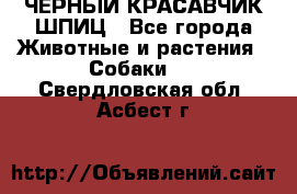 ЧЕРНЫЙ КРАСАВЧИК ШПИЦ - Все города Животные и растения » Собаки   . Свердловская обл.,Асбест г.